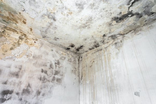 Comment éliminer les moisissures dans sa maison ?